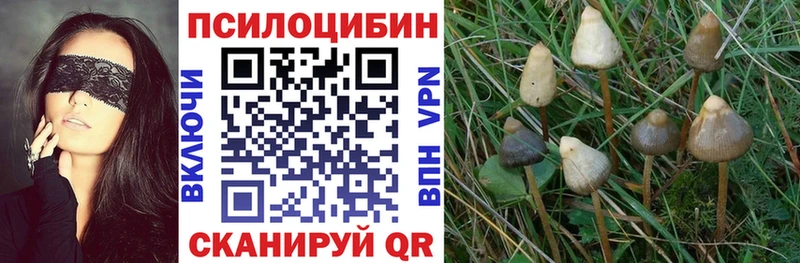 сколько стоит  Красноуфимск  Псилоцибиновые грибы Psilocybe 
